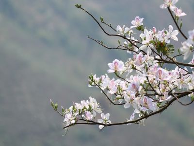 LÊN VÙNG TÂY BẮC:   SƠN LA - ĐIỆN BIÊN - HÀ NỘI 4N  - 3Đ 